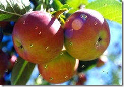 pommes