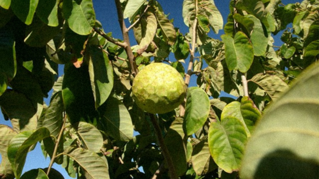 Le Chirimoya