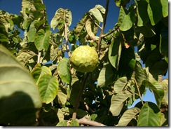 chirimoya arbre