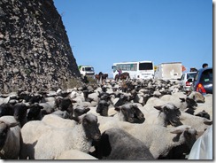 vallee elqui mouton