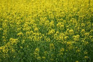 Faire sa moutarde à l'ancienne avec des graines et du vinaigre