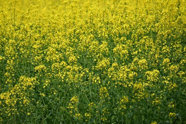 Faire sa moutarde à l'ancienne avec des graines et du vinaigre Faire sa moutarde à l'ancienne avec des graines et du vinaigre